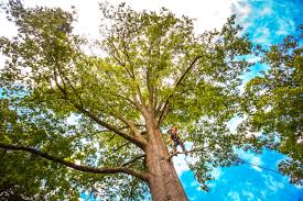 Best Tree Cabling and Bracing  in Oakhurst, OK