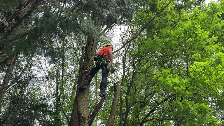 Best Tree Maintenance Programs  in Oakhurst, OK