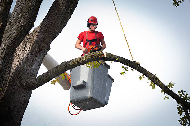 Best Root Management and Removal  in Oakhurst, OK