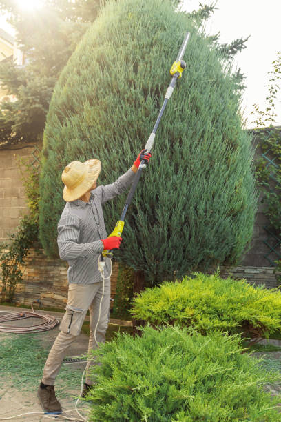 Best Tree Removal  in Oakhurst, OK